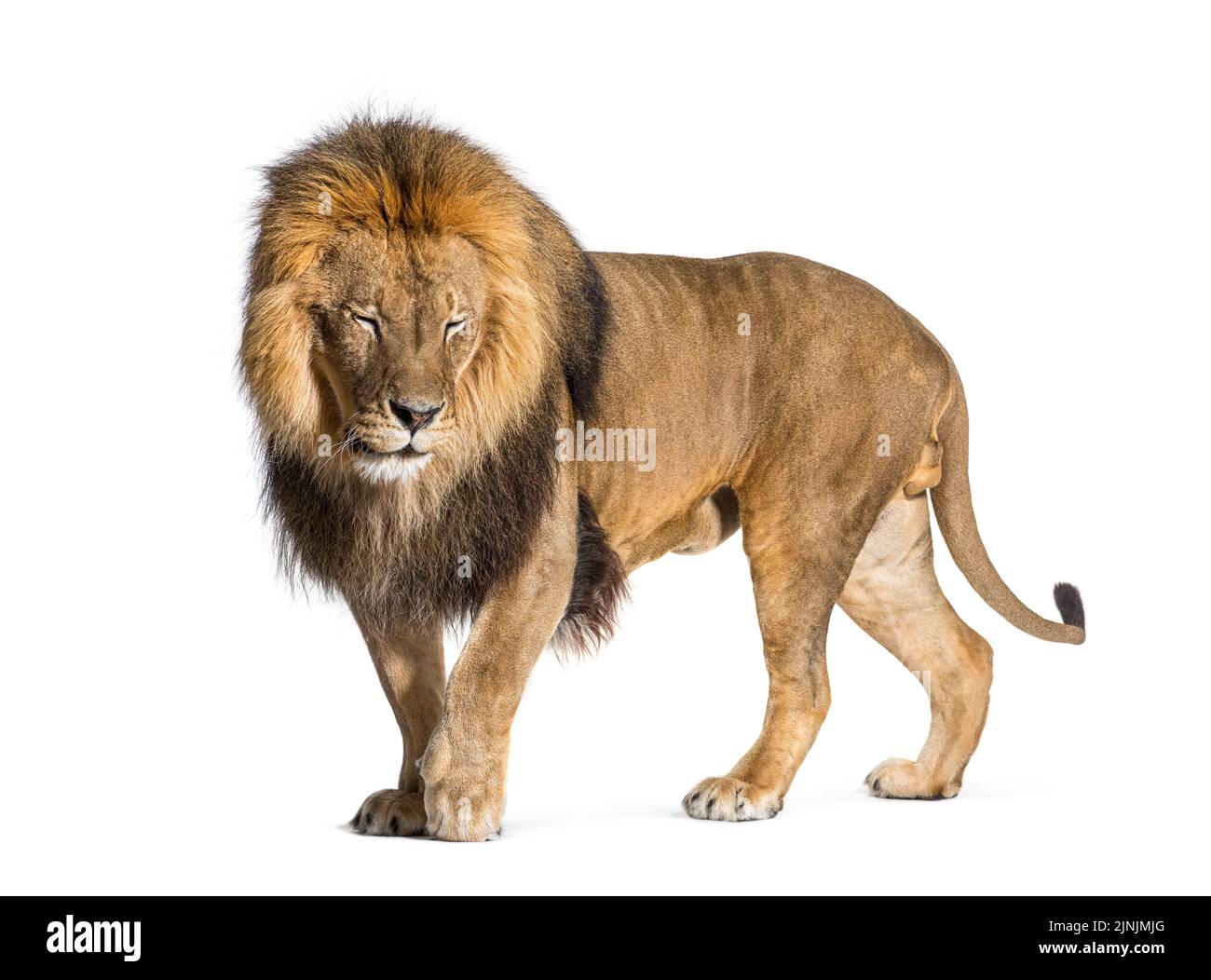 Männliche Erwachsene Löwen Augen geschlossen, Panthera leo, isoliert auf weiß Stockfoto