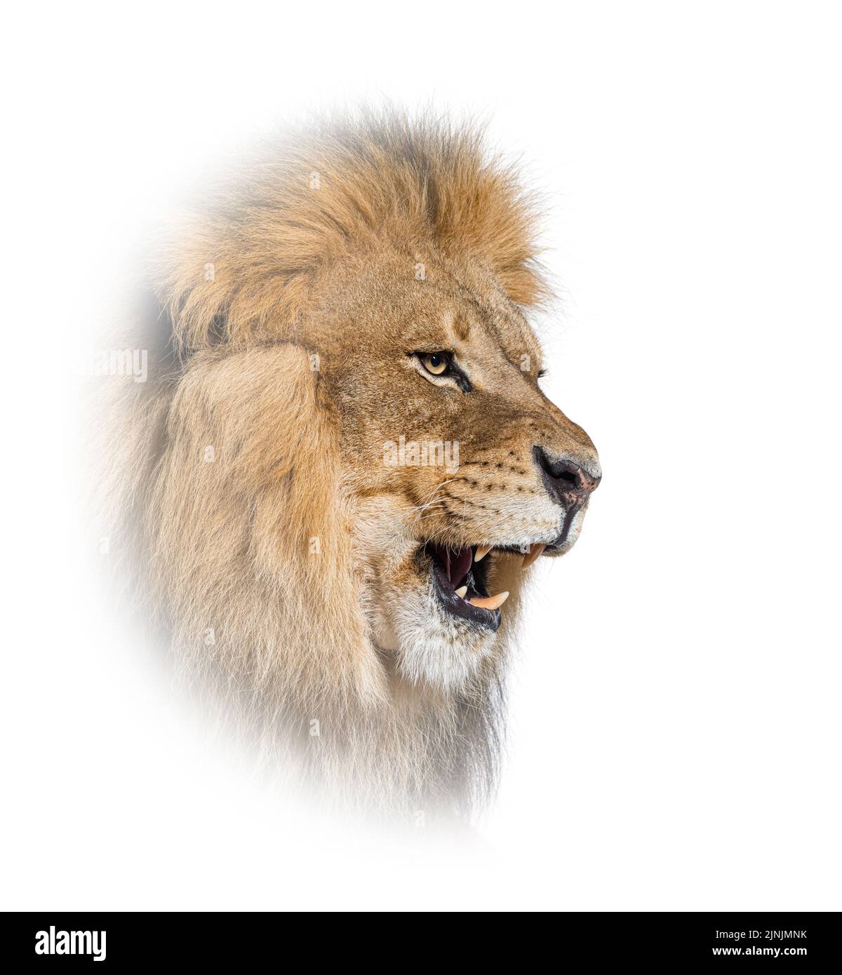 Männlicher erwachsener Löwe brüllt und zeigt seine Zähne, seine Reißzähne, Panthera leo, in einem weißen Kreis Stockfoto
