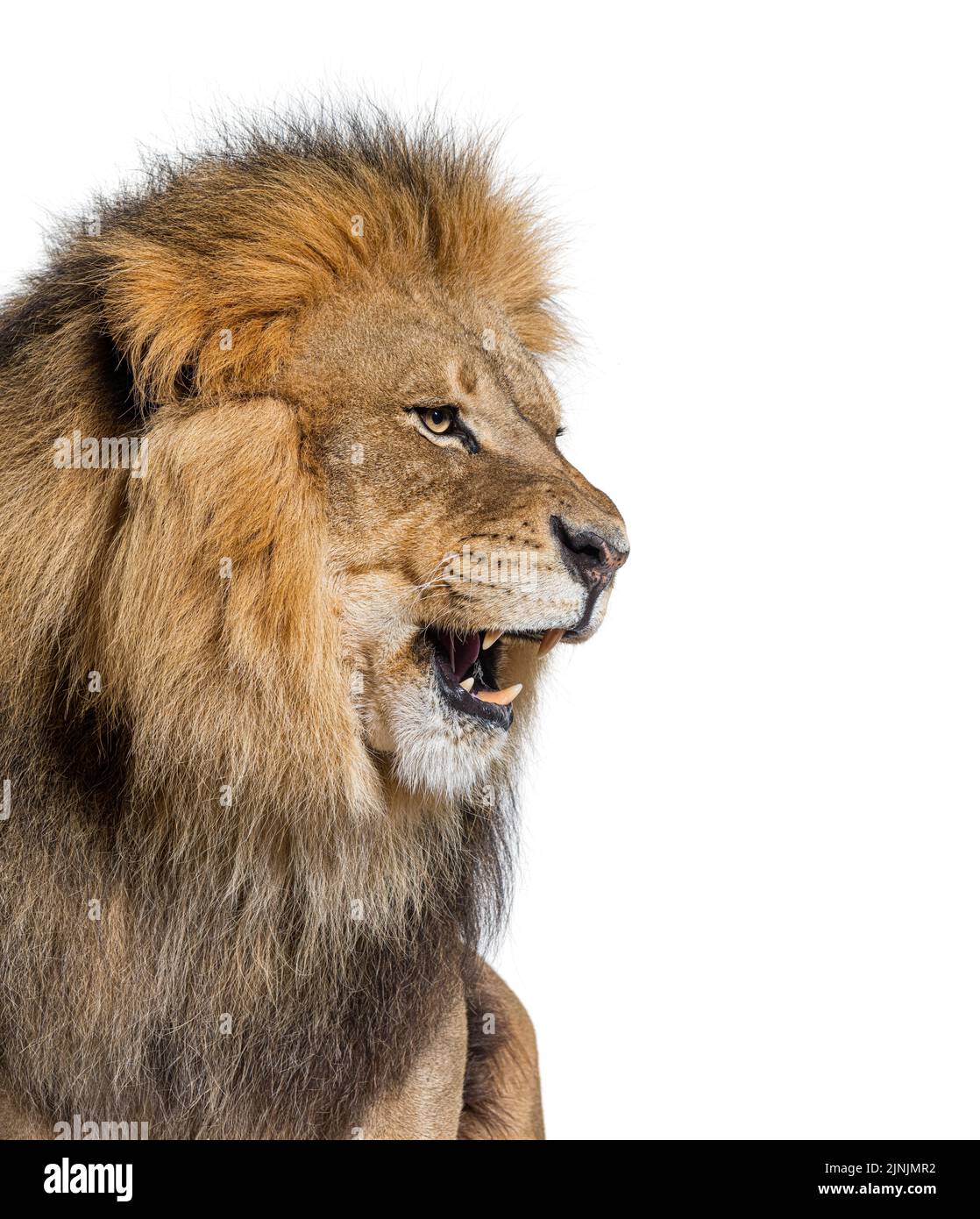 Männlicher erwachsener Löwe brüllt und zeigt seine Zähne, Reißzähne, Panthera leo, isoliert auf Weiß Stockfoto