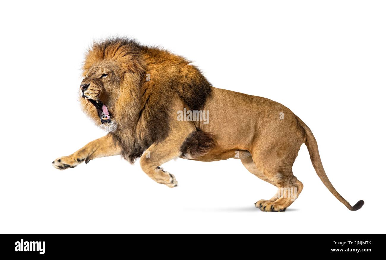 Männlicher erwachsener Löwe, Panthera leo, springende Öffnung, isoliert auf Weiß Stockfoto