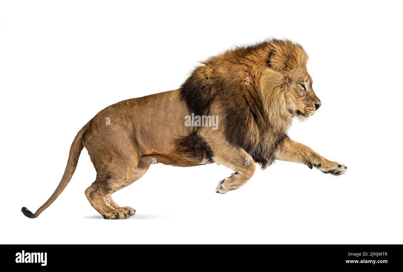 Männlicher erwachsener Löwe, Panthera leo, springend, isoliert auf Weiß Stockfoto