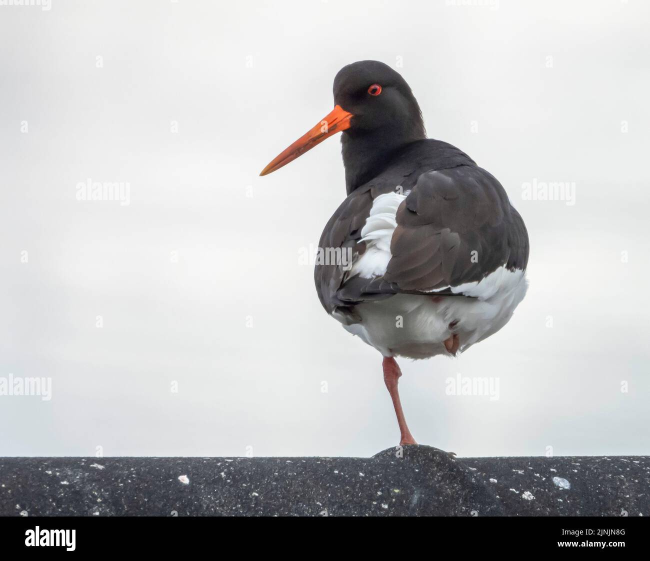 palaearktische Austernfischer (Haematopus ostralegus), steht auf einem Bein, Norwegen, Troms Stockfoto