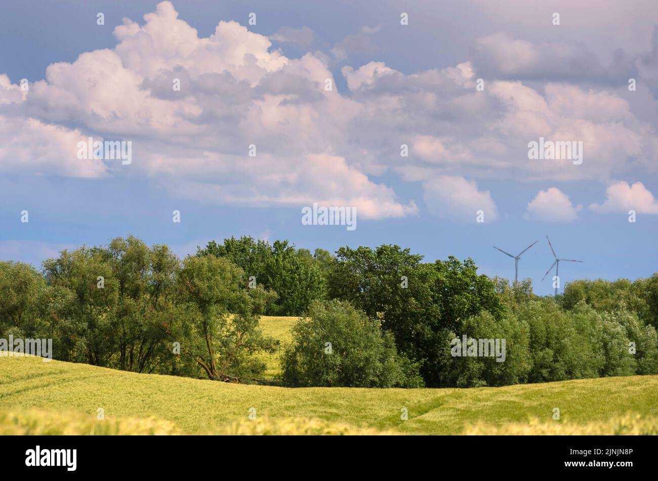 Kornfeld auf einer Endmoräne und Windrädern, Deutschland, Brandenburg, Uckermark Stockfoto