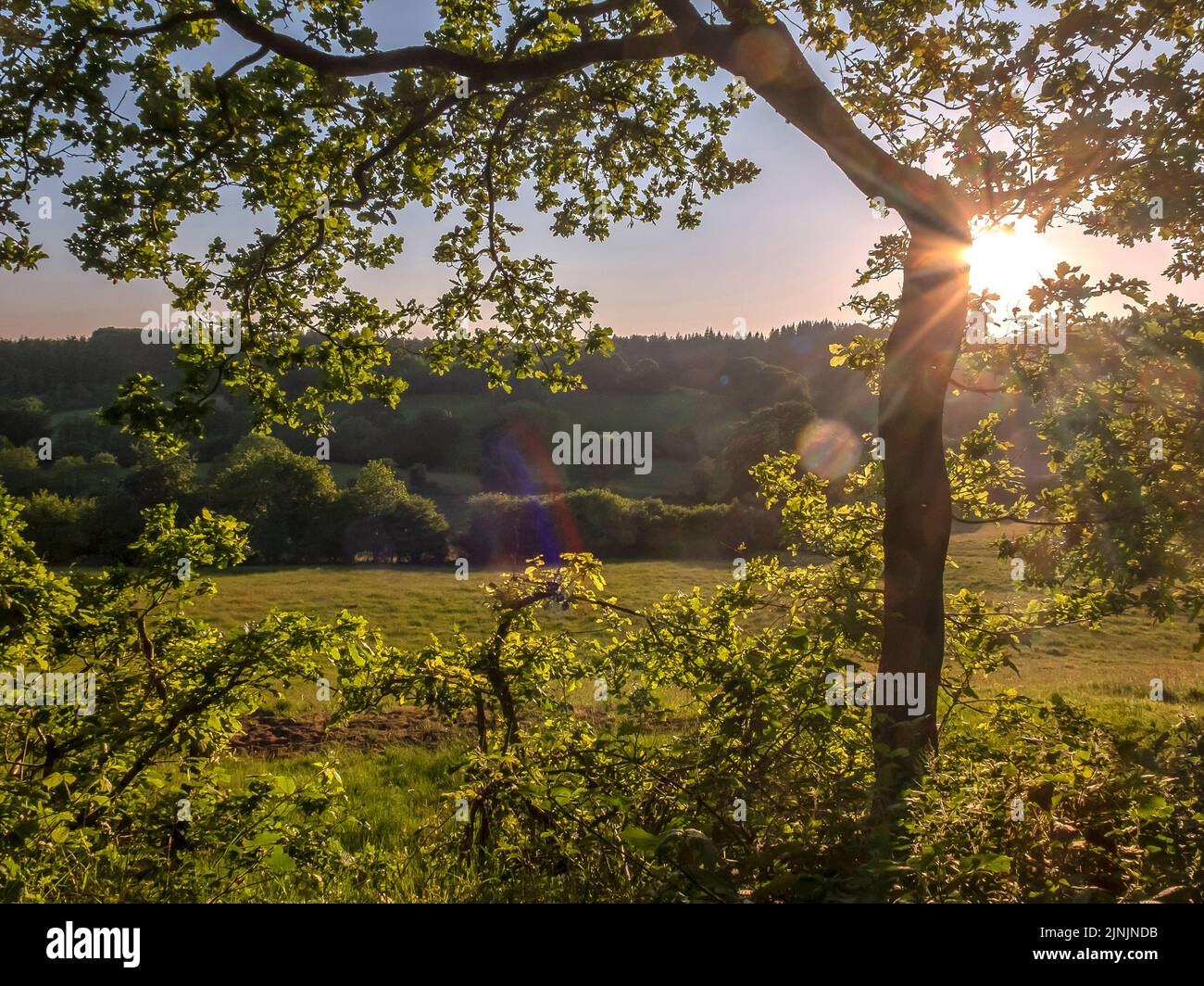 Abendstimmung im Naturpark Huettener Berge im Juni, Deutschland, Schleswig-Holstein Stockfoto