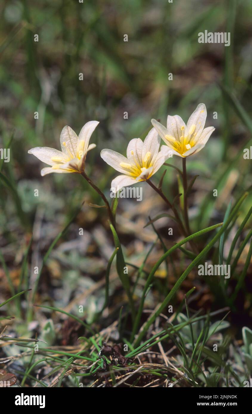 Bergspitzkraut, Schneeglöckchen (Lloydia serotina, Gagea serotina), blühend, Österreich Stockfoto