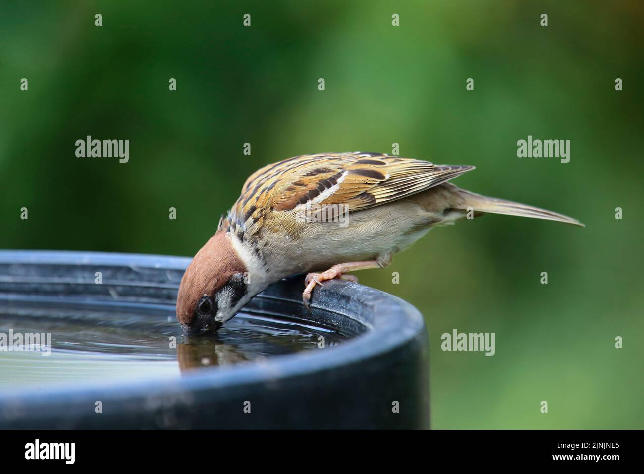 Eurasischer Baumsperling (Passer montanus), trinkend aus einem Vogelbad, Seitenansicht, Deutschland Stockfoto