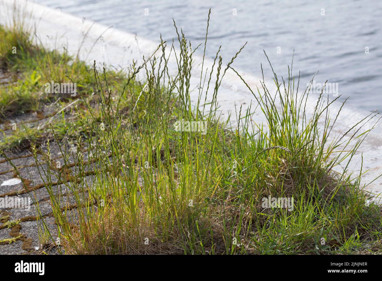 Gemeiner Unkraut, gemeiner Strahl, mehrjähriger Strahl, mehrjähriges Roggengras (Lolium perenne), wächst in Pflasterlücken, Deutschland Stockfoto