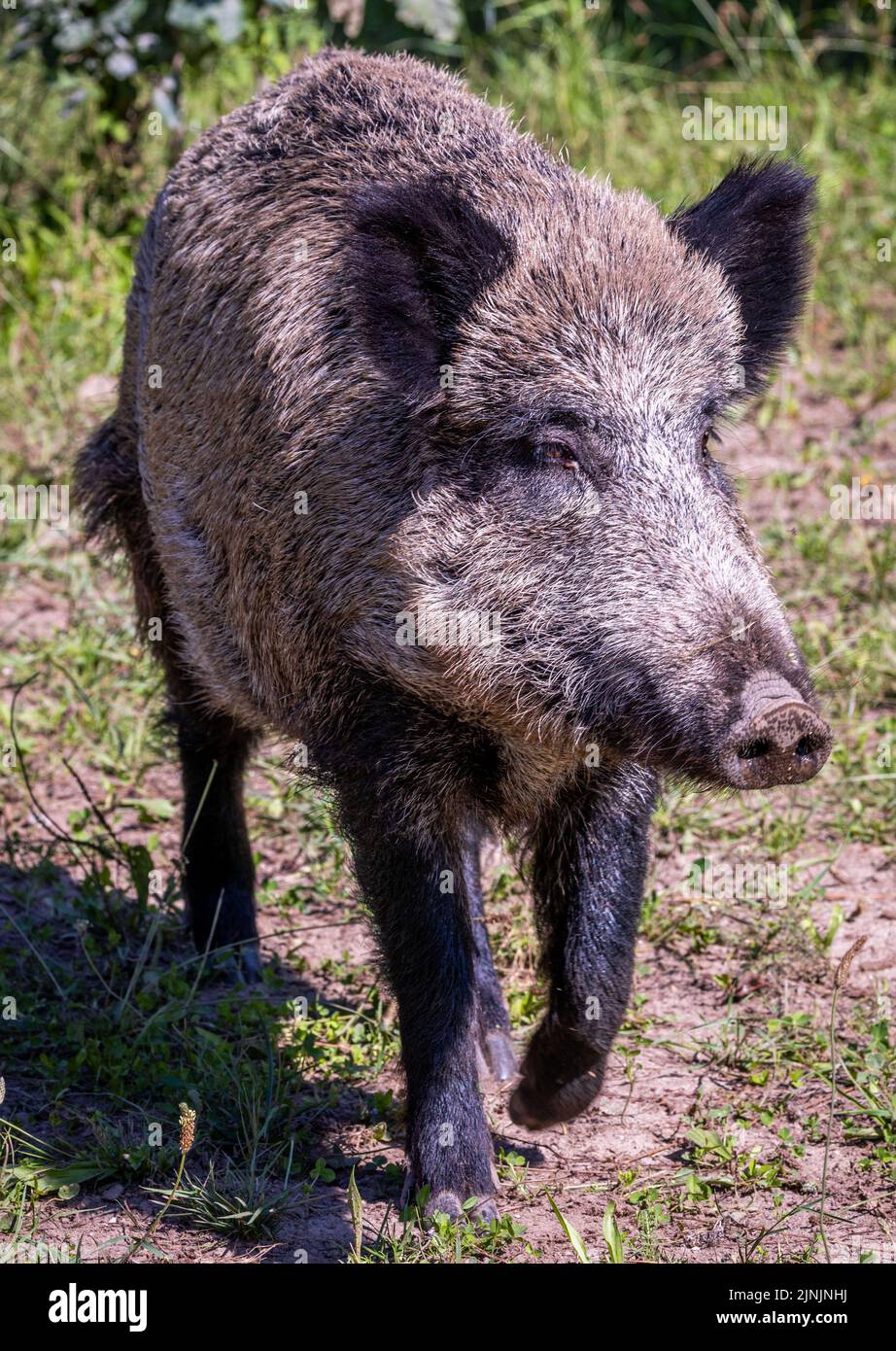 Heer de boer Fotos und Bildmaterial in hoher Auflösung Alamy