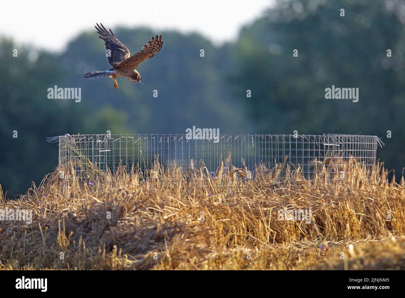 montague's Harrier (Circus pygargus), Männchen, das zu einem Nest fliegt, das von einem Metallzaun in einem Getreidefeld geschützt ist, Deutschland Stockfoto