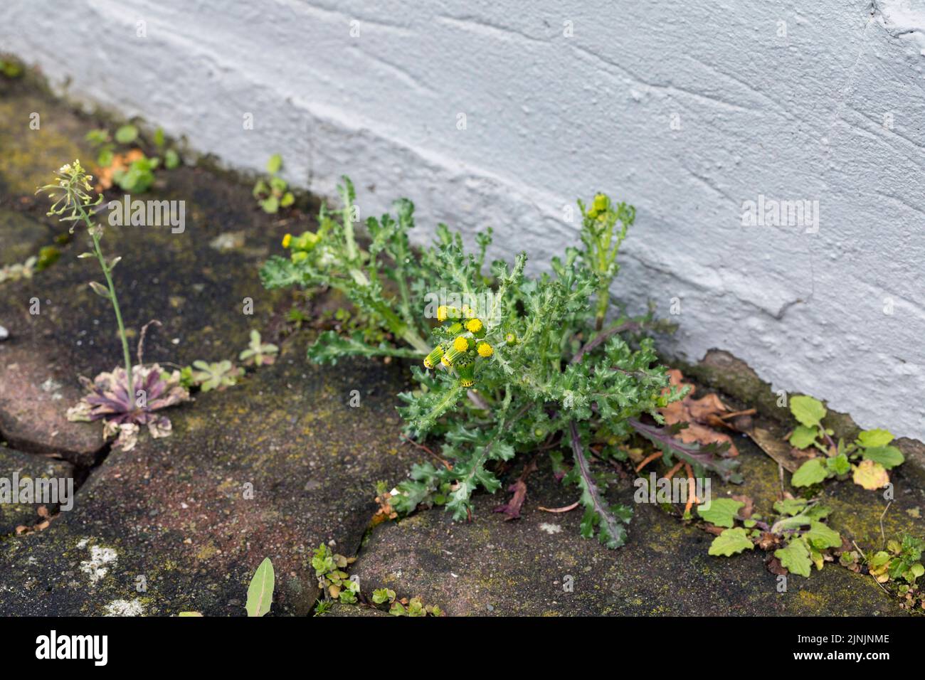 Gewöhnlicher Erdboden, alter Mann im Frühjahr (Senecio vulgaris), wächst in Pflasterlücke, Deutschland Stockfoto