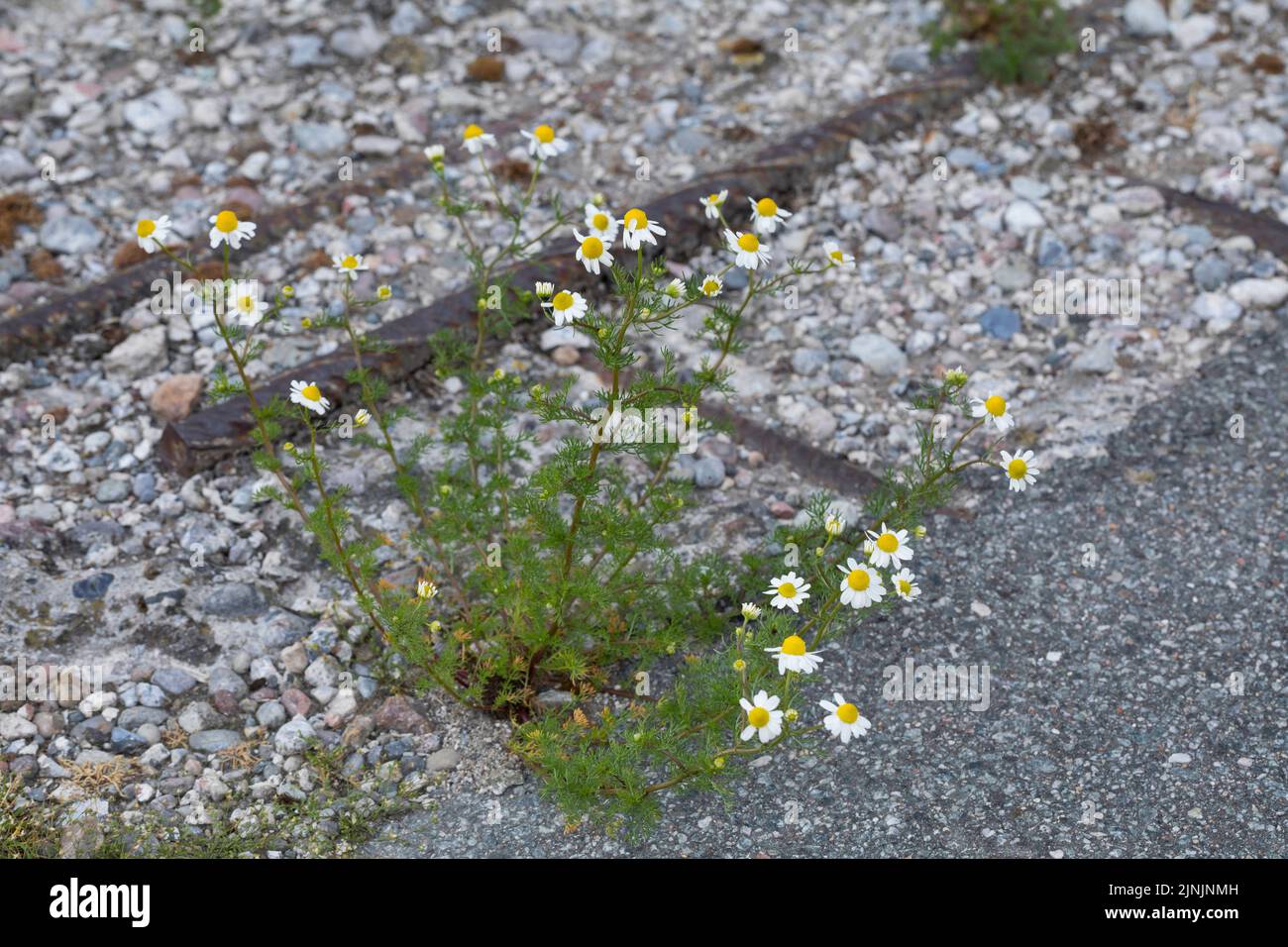 Duftende Mayweed, deutsche Kamille, deutsche Mayweed (Matricaria chamomilla, Matricaria recutita), wächst am Wegesrand, Deutschland Stockfoto