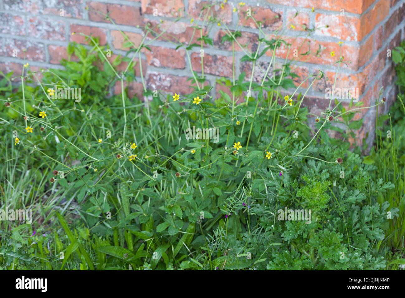 Gemeine Nelkenwurzel, Waldavenen, Kleeblatt-Wurzel (geum urbanum), blühend neben einem Haus, Deutschland Stockfoto