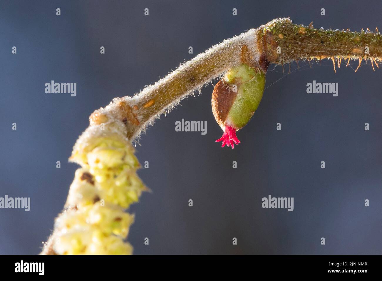 Hasel (Corylus avellana), männliche und weibliche Blüten, Deutschland Stockfoto