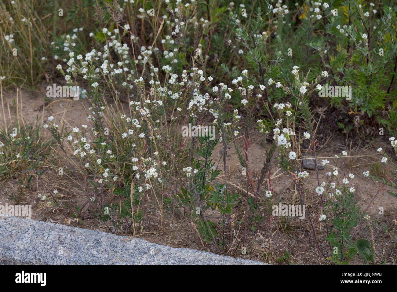 Hory Alyssum, hory false Alyssum, hory false madwort (Berteroa incana), blühend auf einer Straße, Deutschland Stockfoto