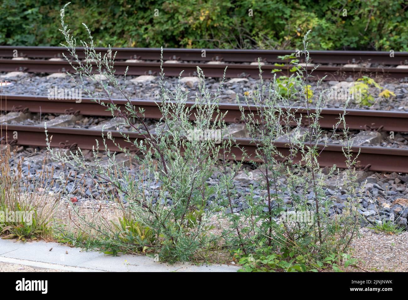 Beifuß, Wermut (Artemisia vulgaris), wächst an einer Eisenbahn, Deutschland Stockfoto