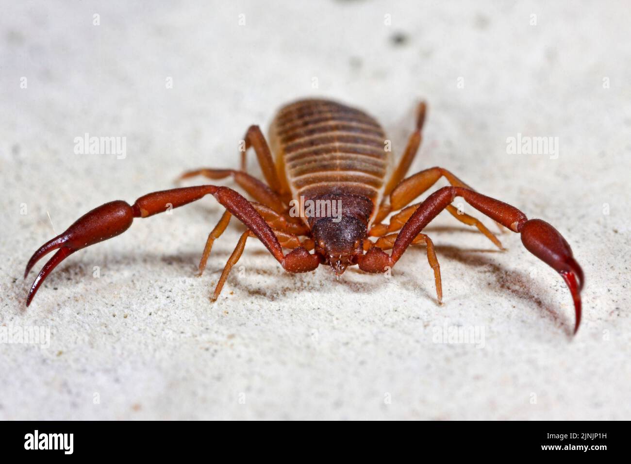 Haus-Pseudoskorpion, Buch-Skorpion (Chelifer cancroides), auf Buchseite, Deutschland Stockfoto