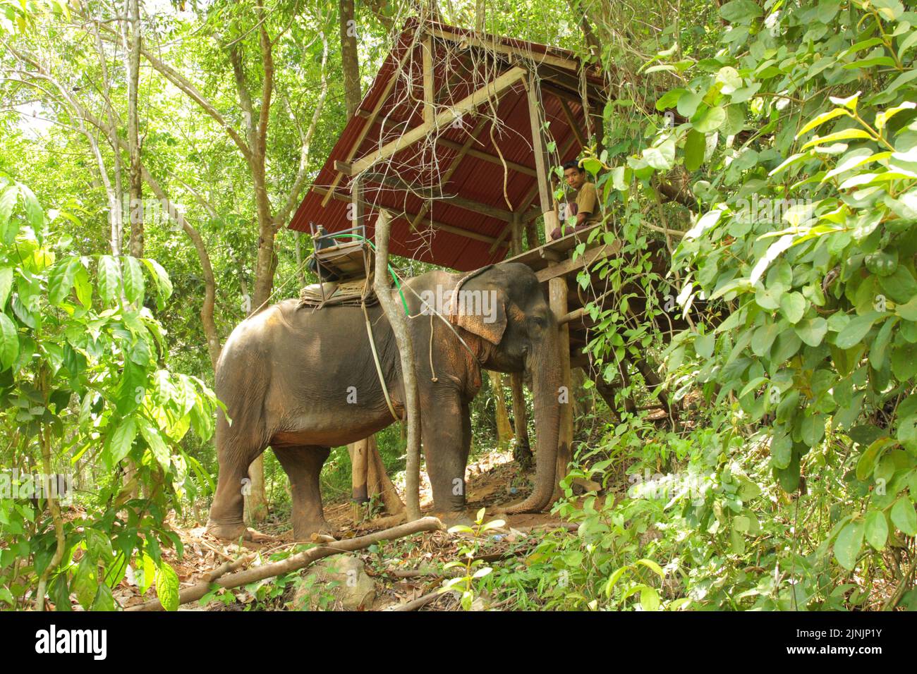 Indischer Elefant (Elephas Maximus Indicus, Elephas Maximus Bengalensis), Elefant warten auf Touristen in einer Hütte im Regenwald, Thailand, Phuket Stockfoto