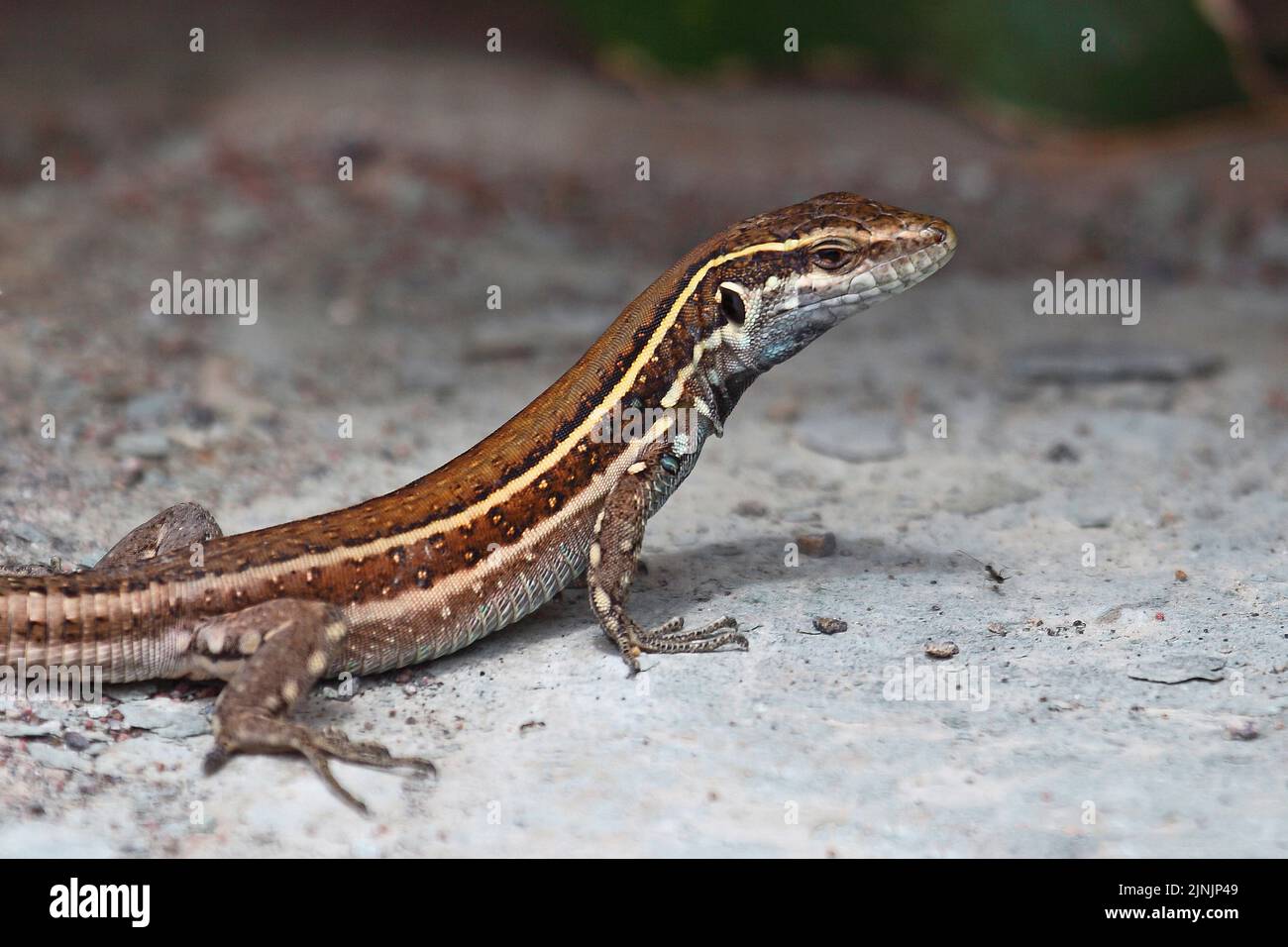 Gomeras-Boettger-Eidechse (Gallotia caesaris gomerae, Gallotia gomerae, Lacerta galloti gomerae), endemisch auf La Gomera, weiblich, Kanarische Inseln, La Stockfoto