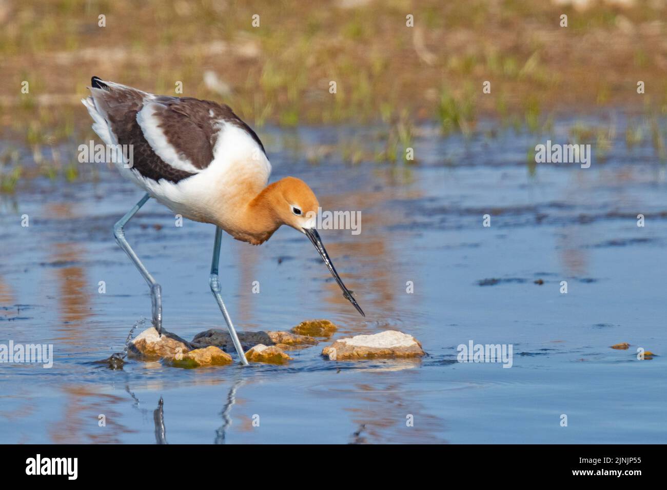 American Avocet (Recurvirostra americana), Nahrungssuche im Flachwasser, Kanada, Manitoba, Oak Hammock Marsh Wetland Stockfoto