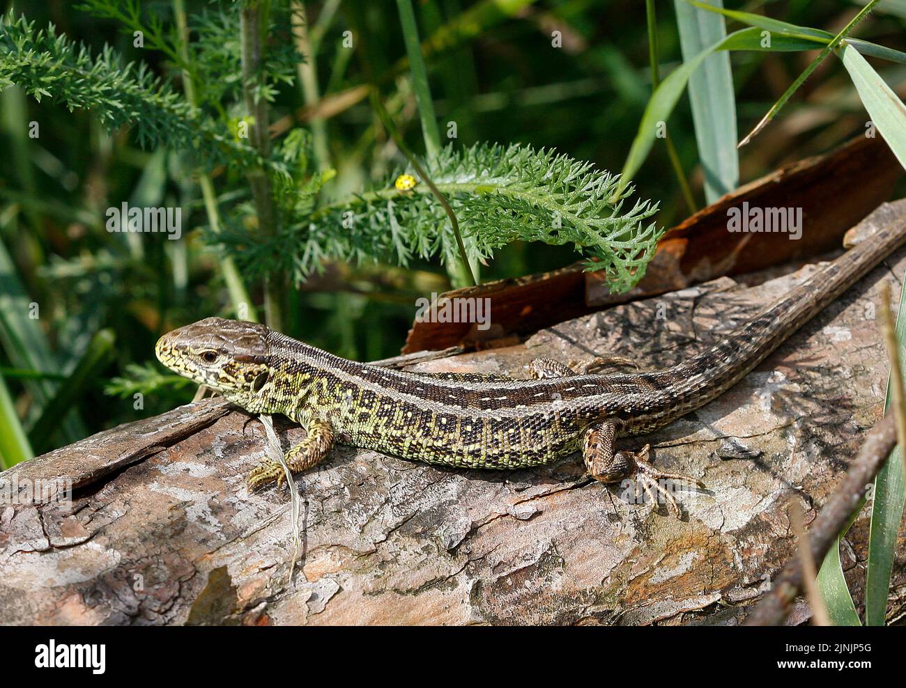 Sandeidechse (Lacerta agilis), junges Männchen, Deutschland Stockfoto