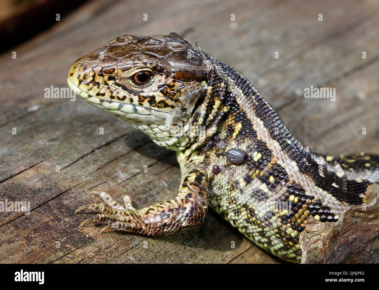 Sandeidechse (Lacerta agilis), mit Zecken, Deutschland Stockfoto