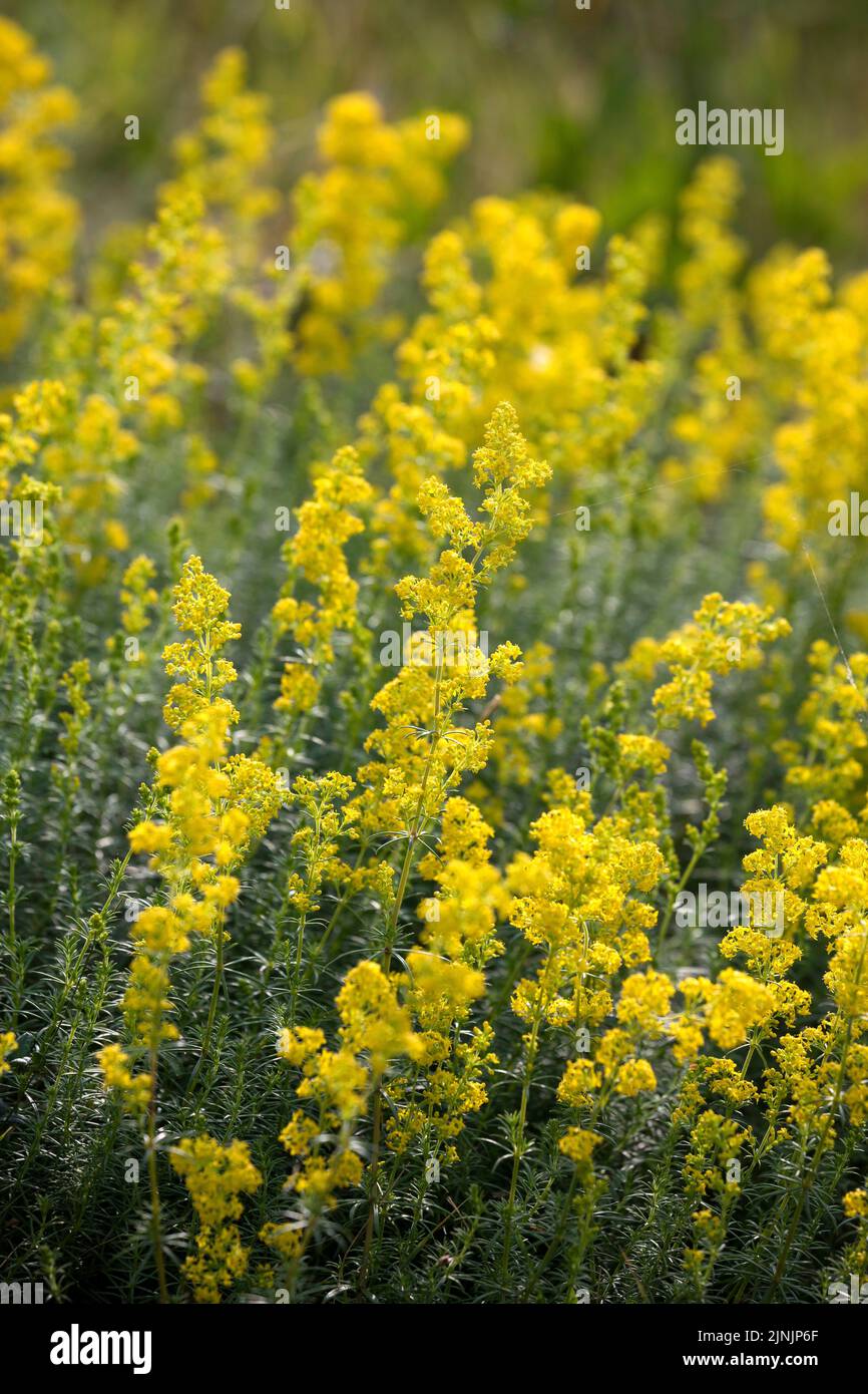 Ladys Bettstroh, Gelbes Bettstroh, Gelbes Frühlingsbettstroh (Galium verum), blühend, Deutschland Stockfoto