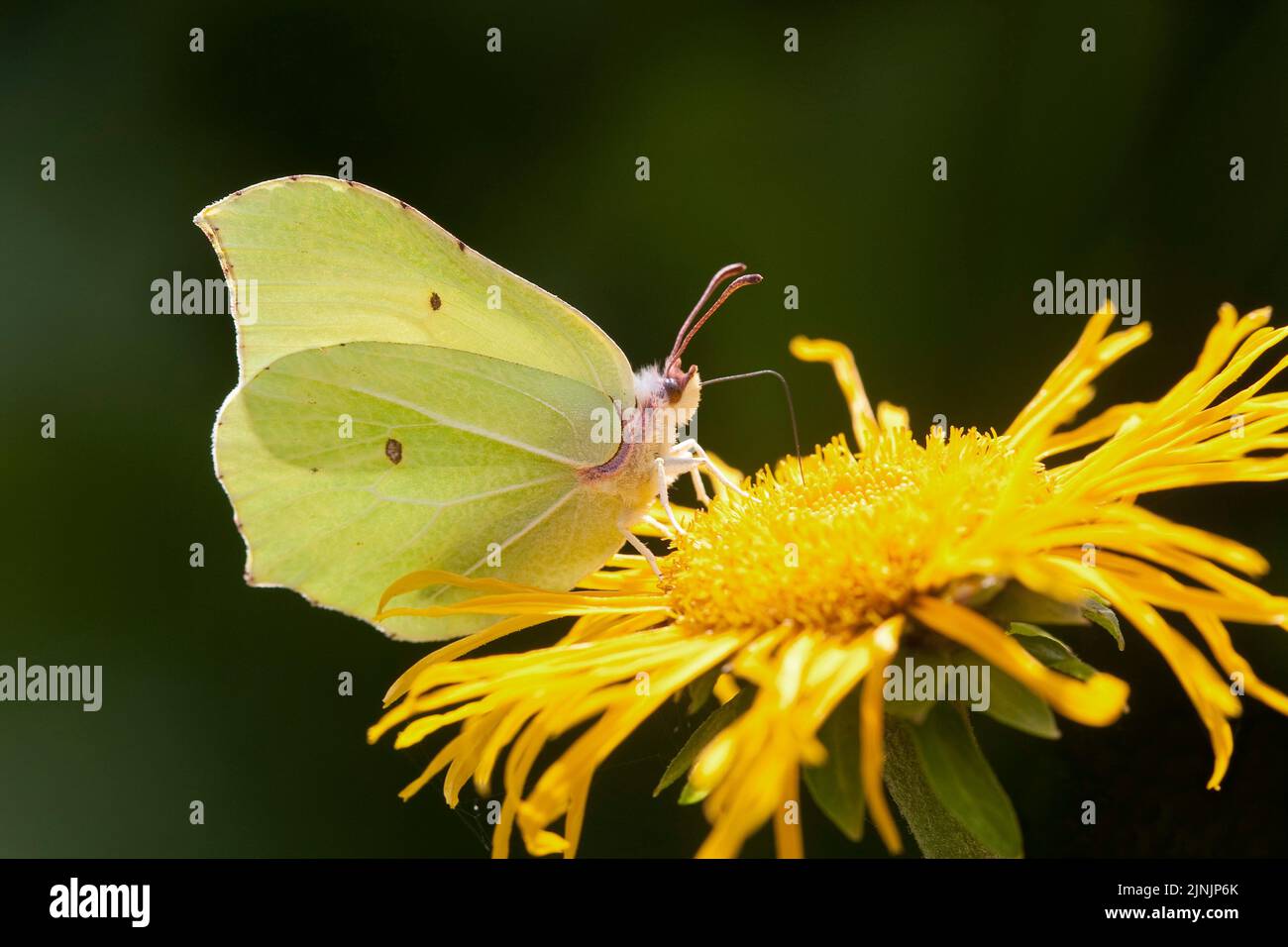 Schwefel (Gonepteryx rhamni), der Nektar aus einer gelben Blume saugt, Deutschland Stockfoto