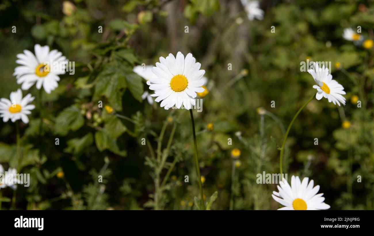 Die natur ist reich Fotos und Bildmaterial in hoher Auflösung Alamy
