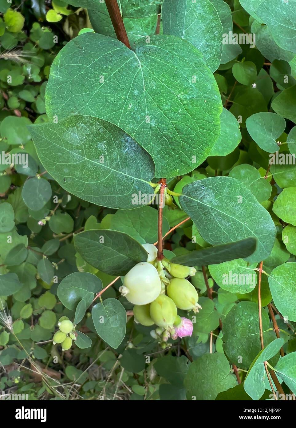 Gewöhnliche Schnebeere, Wachselbeere (Symphoricarpos albus, Symphoricarpos rivularis), mit Blüten und Früchten, Deutschland Stockfoto Gewöhnliche Schnebeere, Wachselbeere (Symphoricarpos albus, Symphoricarpos rivularis), mit Blüten und Früchten, Deutschland Stockfoto