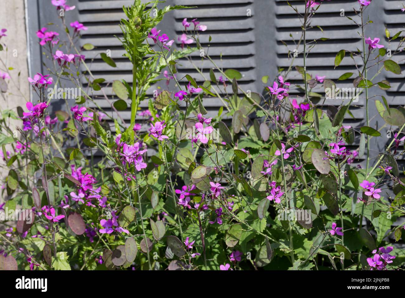Honesty plant, Annual Honesty (Lunaria annua), entkam an einer Hausmauer, Deutschland Stockfoto