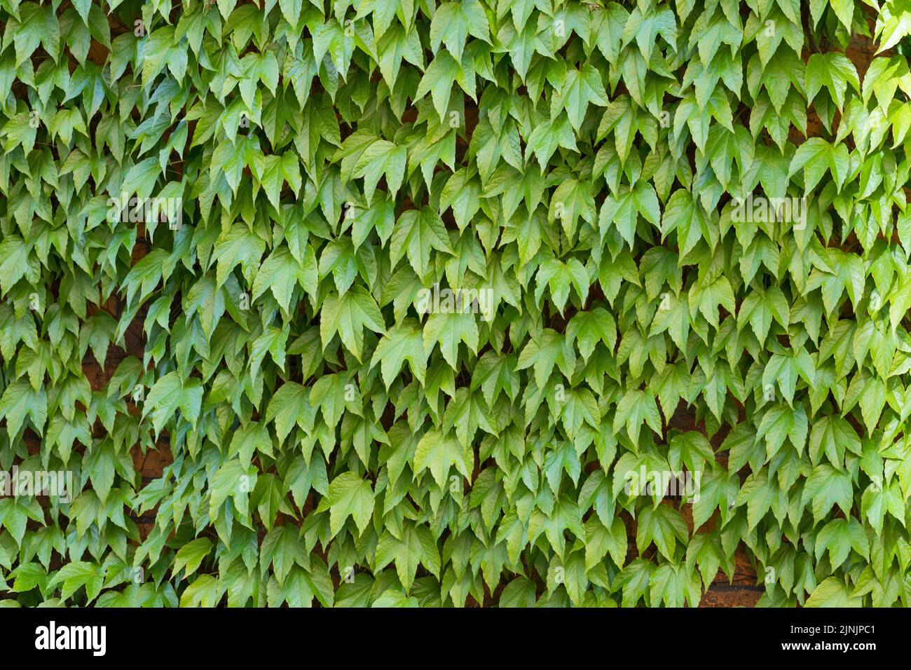 Boston Efeu, japanischer Kriechkäfer (Parthenocissus tricuspidata), klettert an einer Fassade, Deutschland Stockfoto