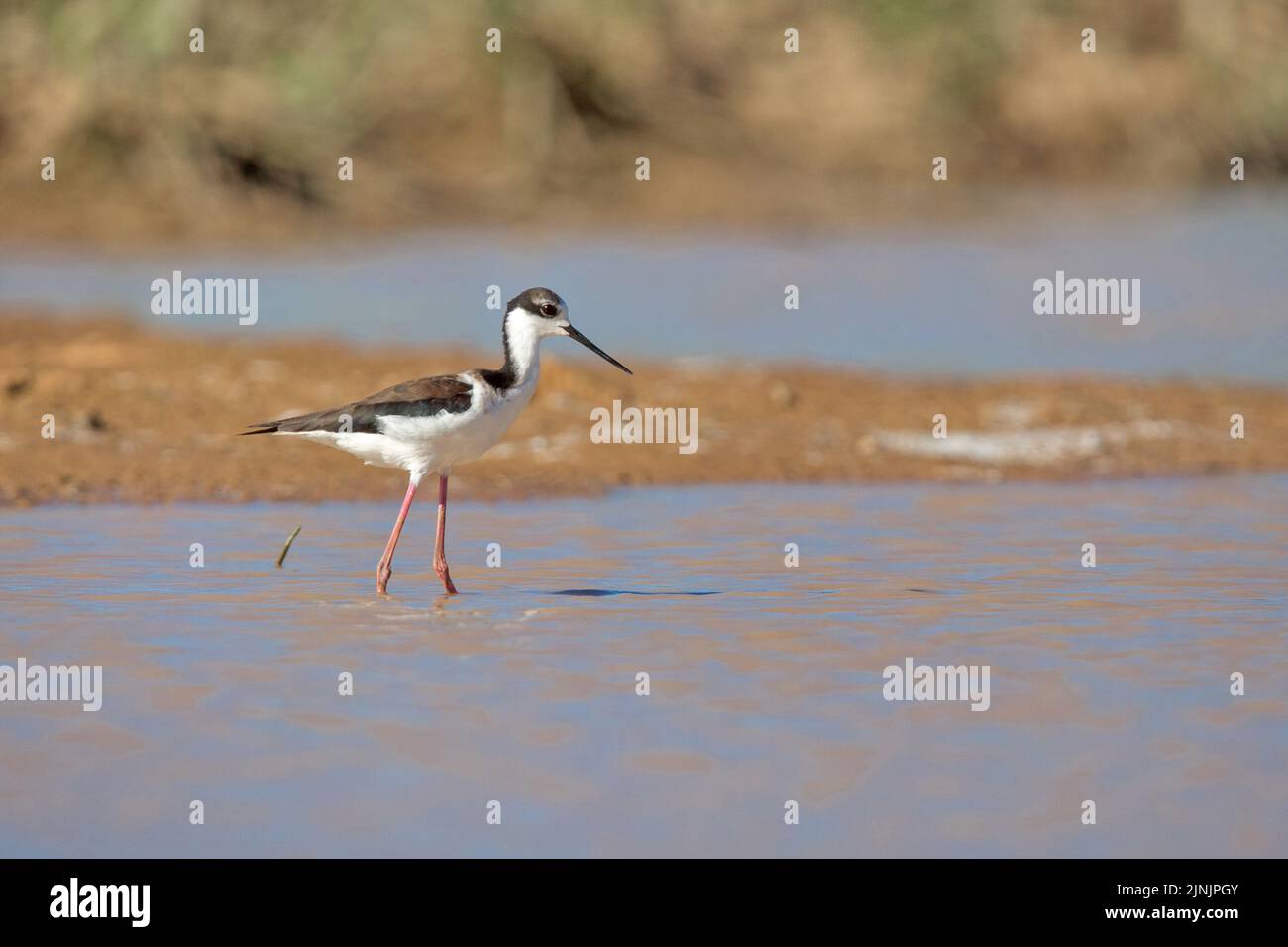Schwarzhalsstelze (Himantopus mexicanus), Nahrungssuche im Flachwasser, Brasilien, Pantanal Stockfoto