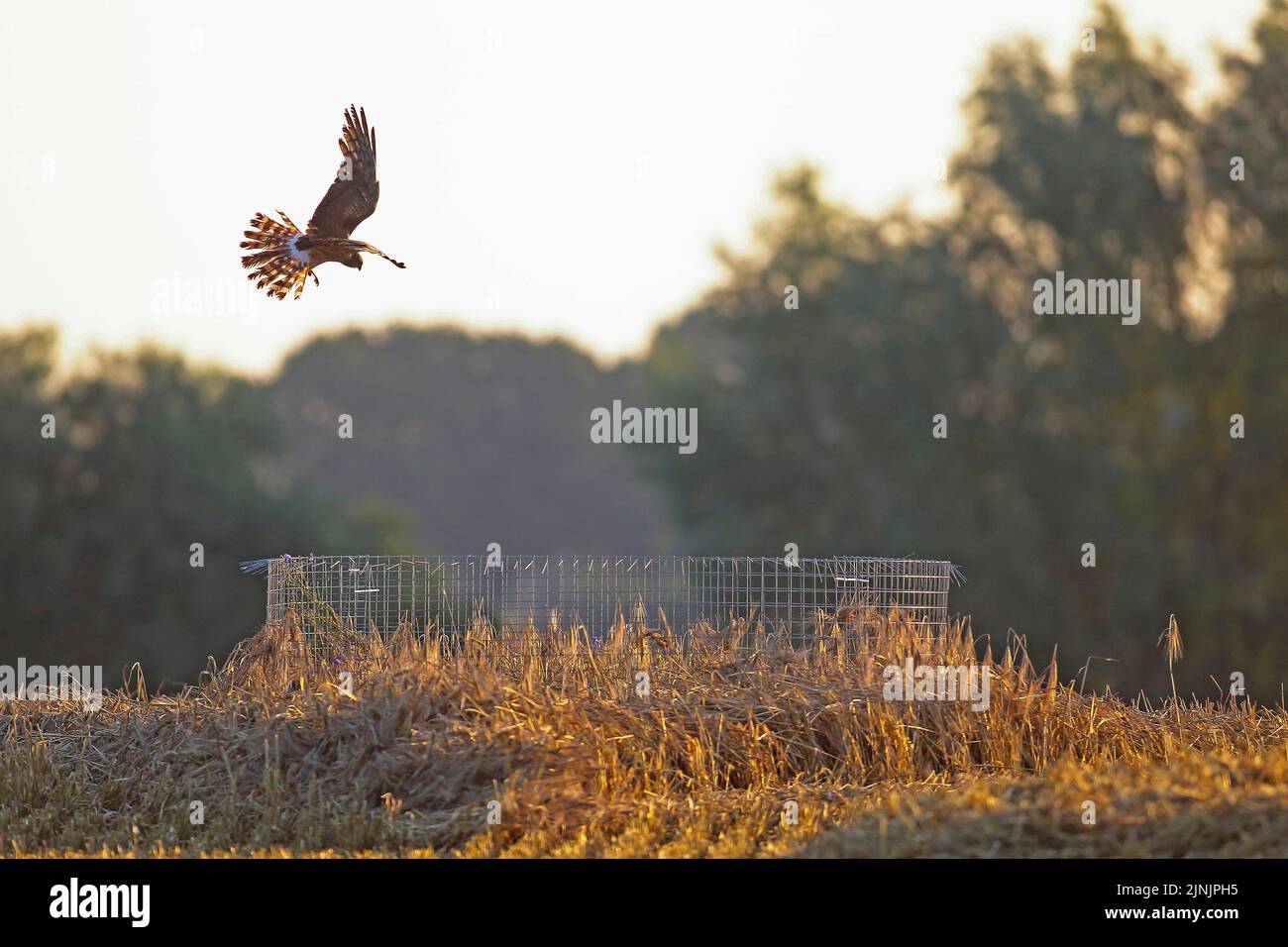 montague's Harrier (Circus pygargus), Männchen, das zu einem Nest fliegt, das von einem Metallzaun in einem Getreidefeld geschützt ist, Deutschland Stockfoto