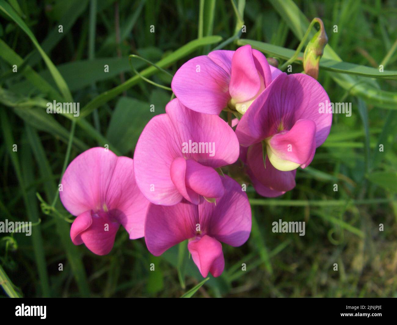 Mehrjährige Erbse, breitblättrige Pfirsiche, ewige Erbse, ganzjährige Süßerbse, mehrjährige Pfirsiche (Lathyrus latifolius), Blumen, Deutschland, Norden Stockfoto