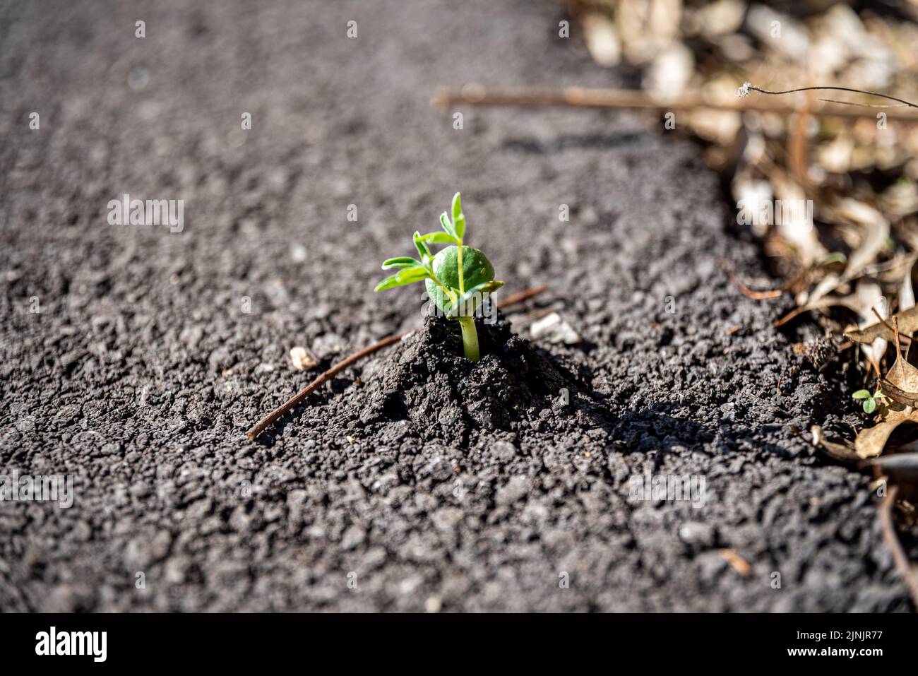 Eine Nahaufnahme eines Sprossen, der an einem sonnigen Tag durch den Asphalt wächst Stockfoto