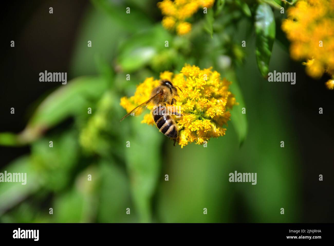 Makroaufnahme einer Biene, die auf einer Blume mit Pollen sitzt Stockfoto