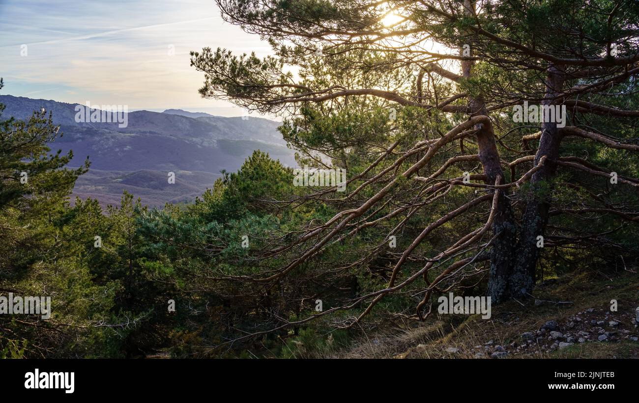 Grüne Landschaft mit großem Baum mit riesigen Ästen, die Sonne geht bei Sonnenaufgang über dem Horizont auf. La Morcuera Madrid. Spanien. Stockfoto