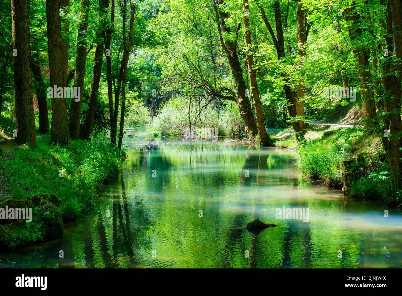 Panorama des Waldes mit Fluss, der die Bäume im Wasser reflektiert. Stockfoto