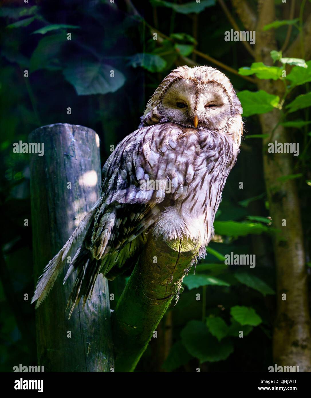 Adlereule döst im Abendlicht auf einem Ast. Stockfoto