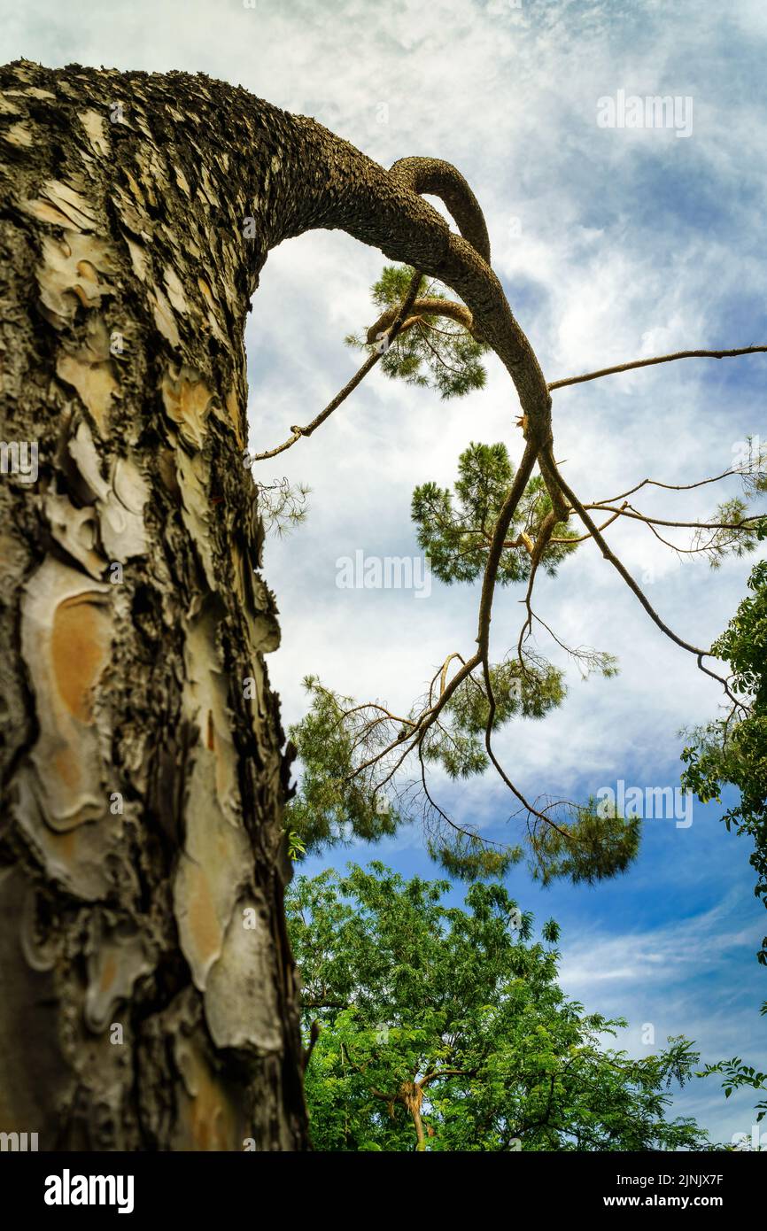 Kiefernbaum mit verdrehtem Stamm in einem öffentlichen Park in Madrid. Stockfoto