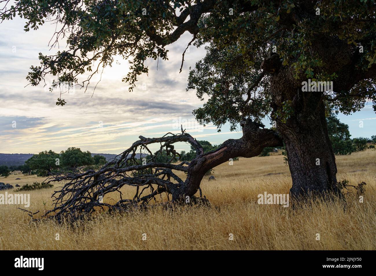 Holm Eiche in der Weide mit einem großen Zweig auf den Boden gefallen. Stockfoto