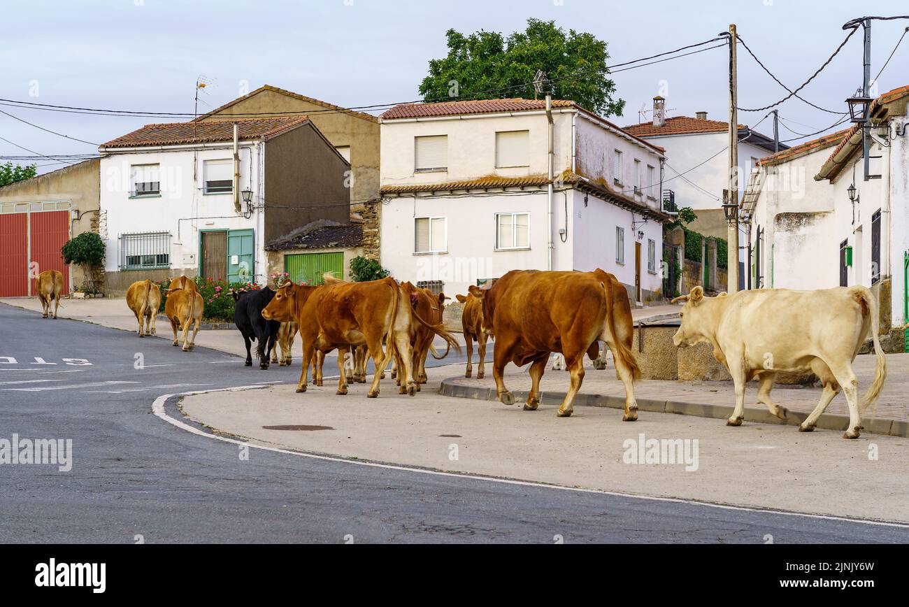 Kuh, die durch die Straßen der Altstadt geht. Stockfoto