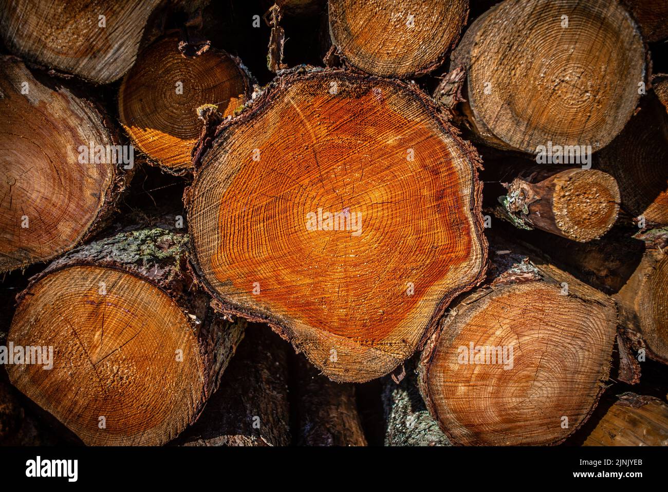 Holzstapel mit Baumstämmen, die Endmaserung und Spaltung mit Pith, Herz und sap zeigen Stockfoto