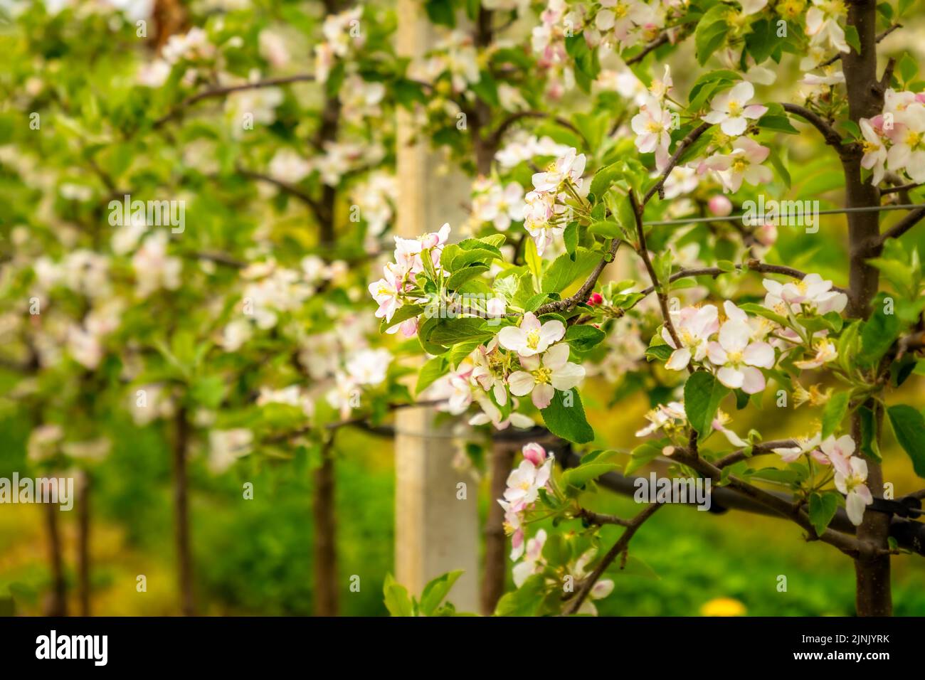 Espaliered blühende Apfelbäume in Norditalien, Frühling Zeit Stockfoto