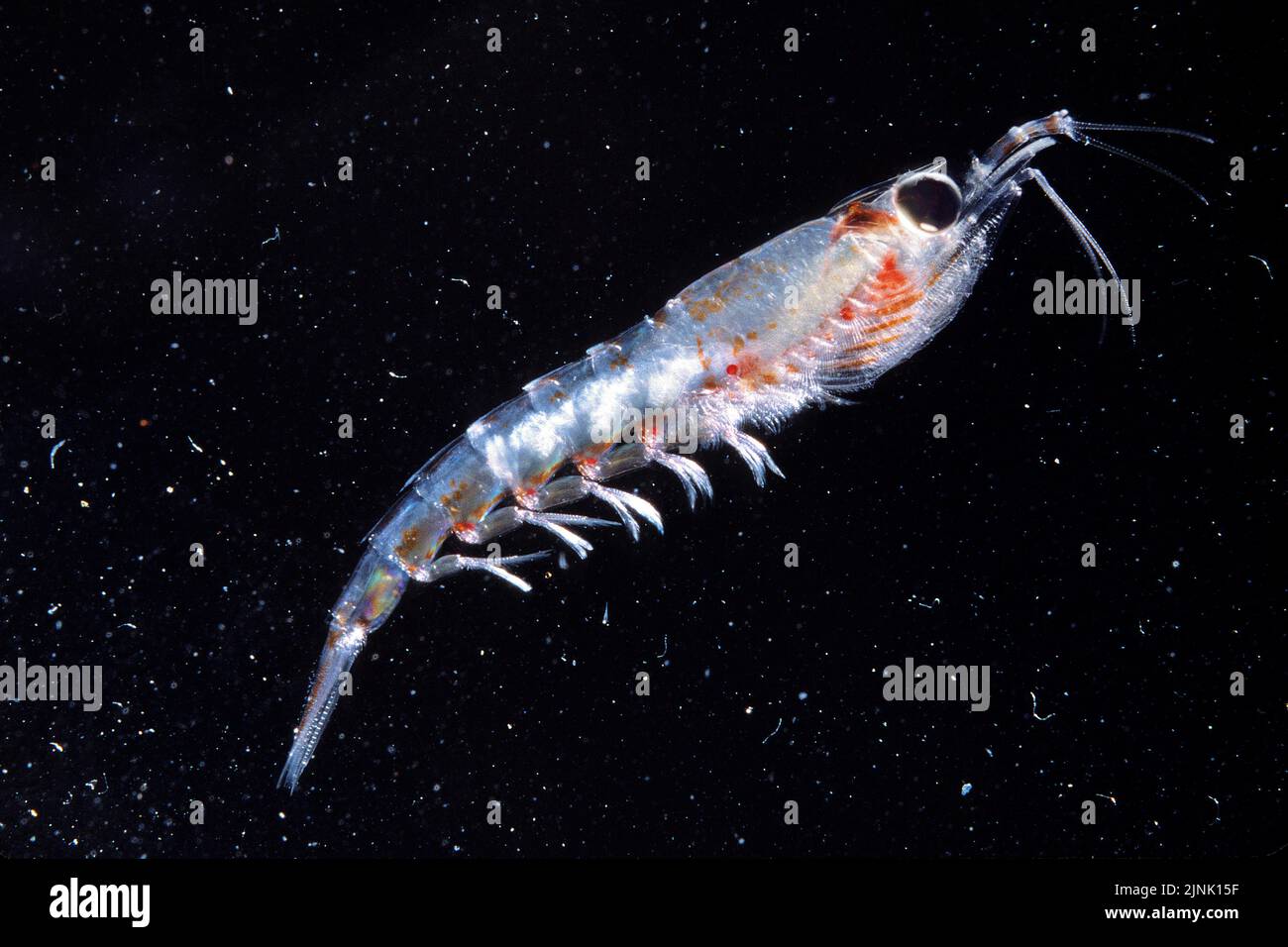 Antarktischer Krill (Euphausia superba) in der Antarktis Stockfoto