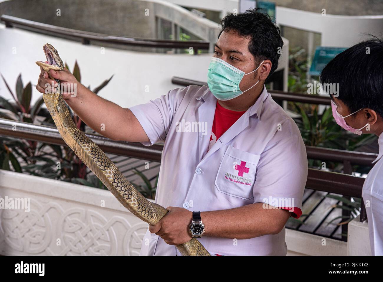 Ein thailändischer Schlangenexperte hält während einer Schlangenschau im Queen Saovabha Memorial Institute und der Snake Farm in Bangkok eine King Cobra ab. Das Queen Saovabha Memorial Institute, auch bekannt als Bangkok Snake Farm, wurde am 1923 gegründet, um Giftschlangen für die Giftgewinnung und die Produktion von Antivenom für Thailand und die umliegenden Regionen aufzuziehen, in denen Giftschlangen endemisch sind. Das Institut dient auch als Museum, um die Öffentlichkeit über Schlangen in Thailand zu informieren. (Foto von Peerapon Boonyakiat / SOPA Images/Sipa USA) Stockfoto