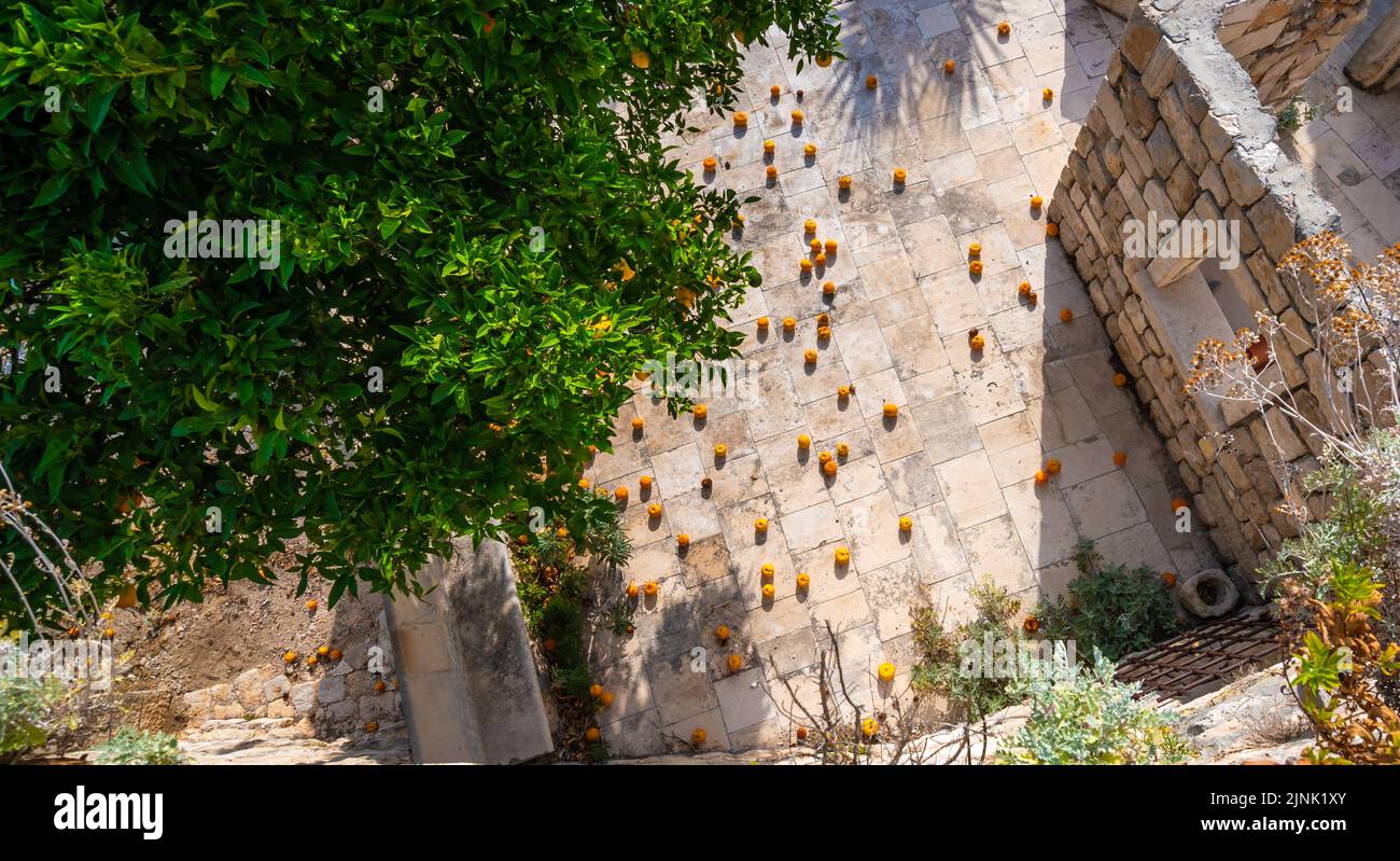 Die orangene Frucht fällt vom Baum auf den Boden. Draufsicht. Stockfoto