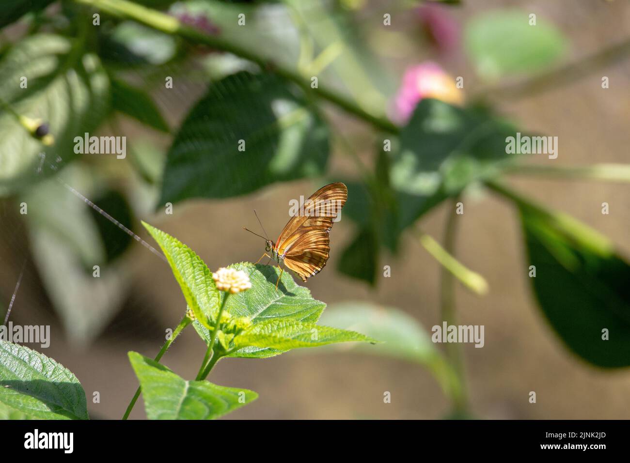 Julia-Heliconian-Schmetterling (Dryas iulia) ruht mit halb geschlossenen Flügeln auf einem grünen Blatt, isoliert mit tropischen grünen Blättern und Blüten Stockfoto