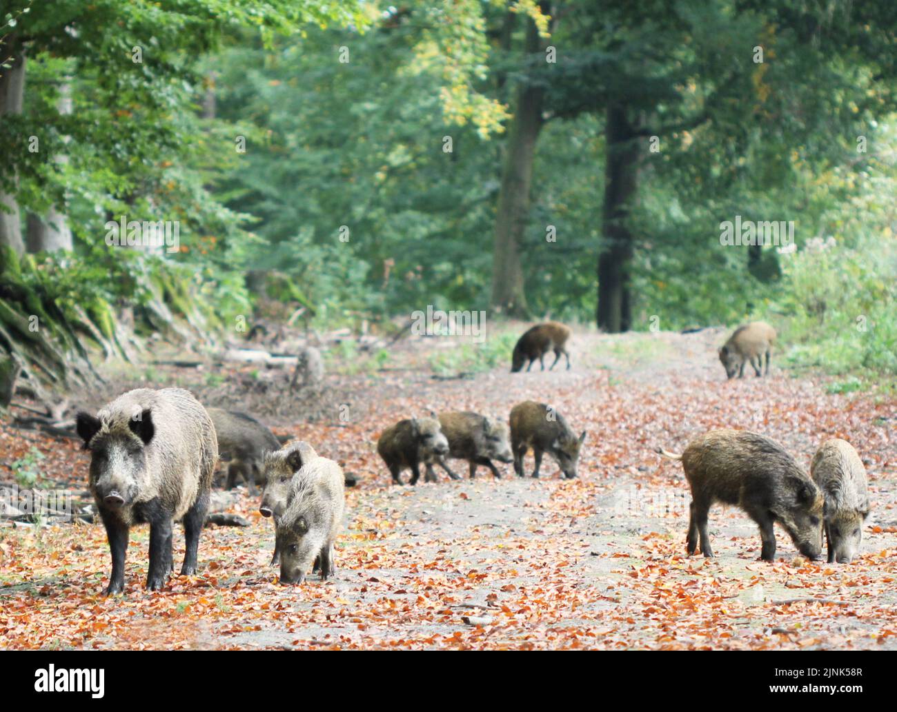 Wildschwein, Wildschweine Stockfoto