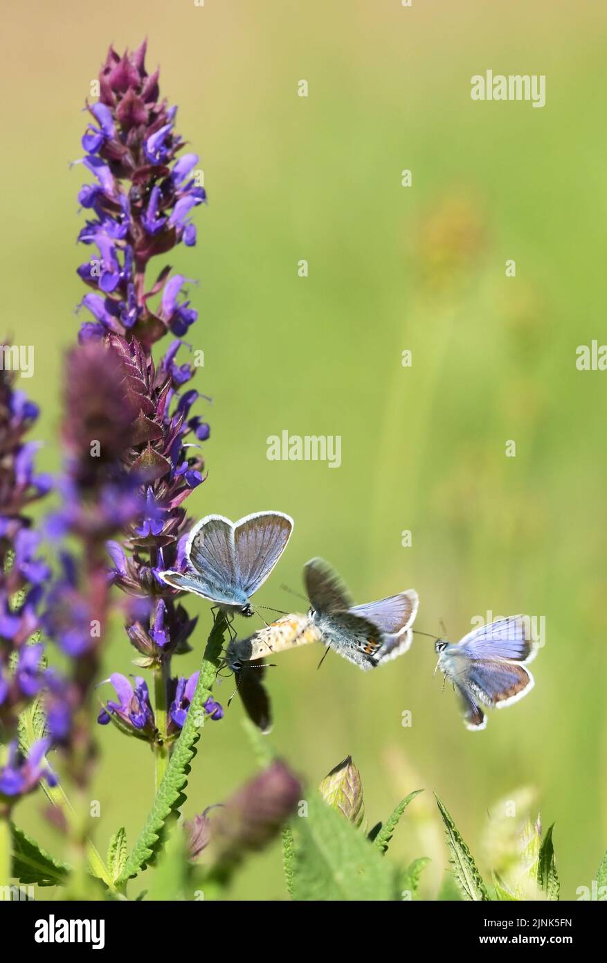 Adonis blue Stockfoto